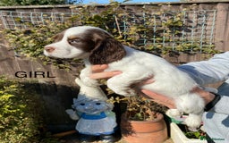 Cocker Spaniel dogs for sale: Cocker spaniel puppies  - Image 7
