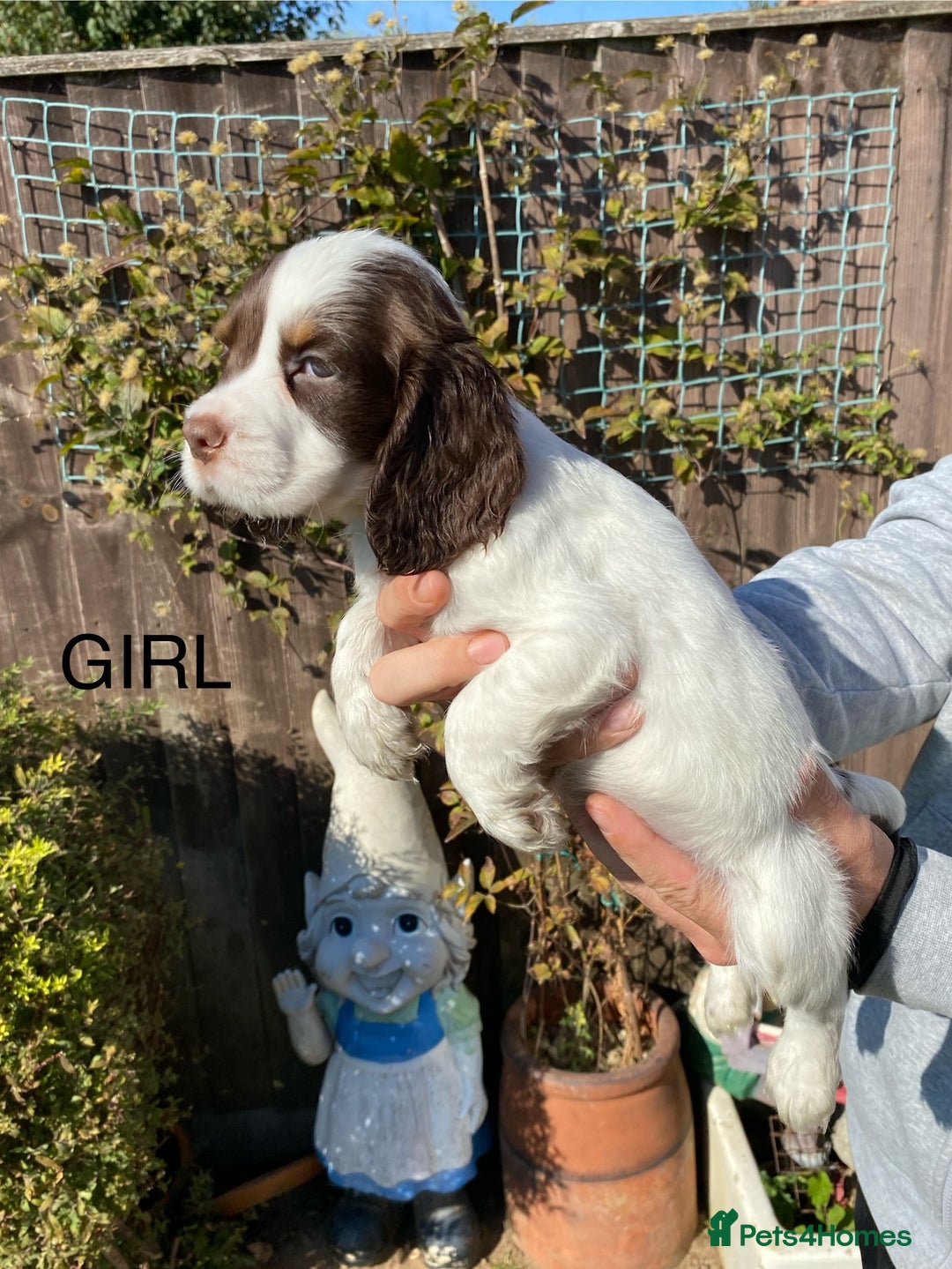 Cocker Spaniel dogs for sale: Cocker spaniel puppies  - Image 7