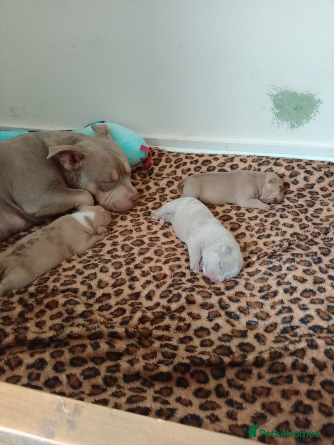 American Bully dogs for sale: Pocket bully  - Image 1
