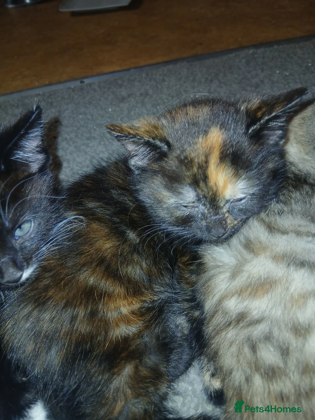 British Shorthair cats for sale: Kitten for sale  - Advert 2