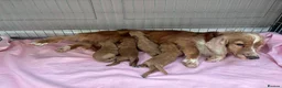 Cockapoo dogs for sale: Cockapoo puppies in Telford - Advert 1
