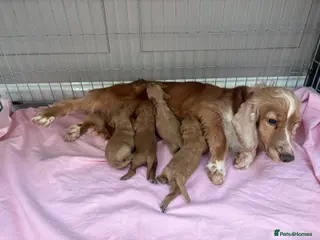 Cockapoo dogs Cockapoo puppies - Advert 1
