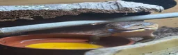 Skink reptiles for sale: Northern Blue Tongue Skink 6 Months Old Male in Wallsend - Advert 20