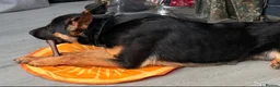 German Shepherd dogs for sale: German shepherd male 14 months  in Stoke-on-Trent - Advert 6