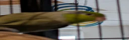 Parrots birds for sale: 2 male parrotlets - Advert 5
