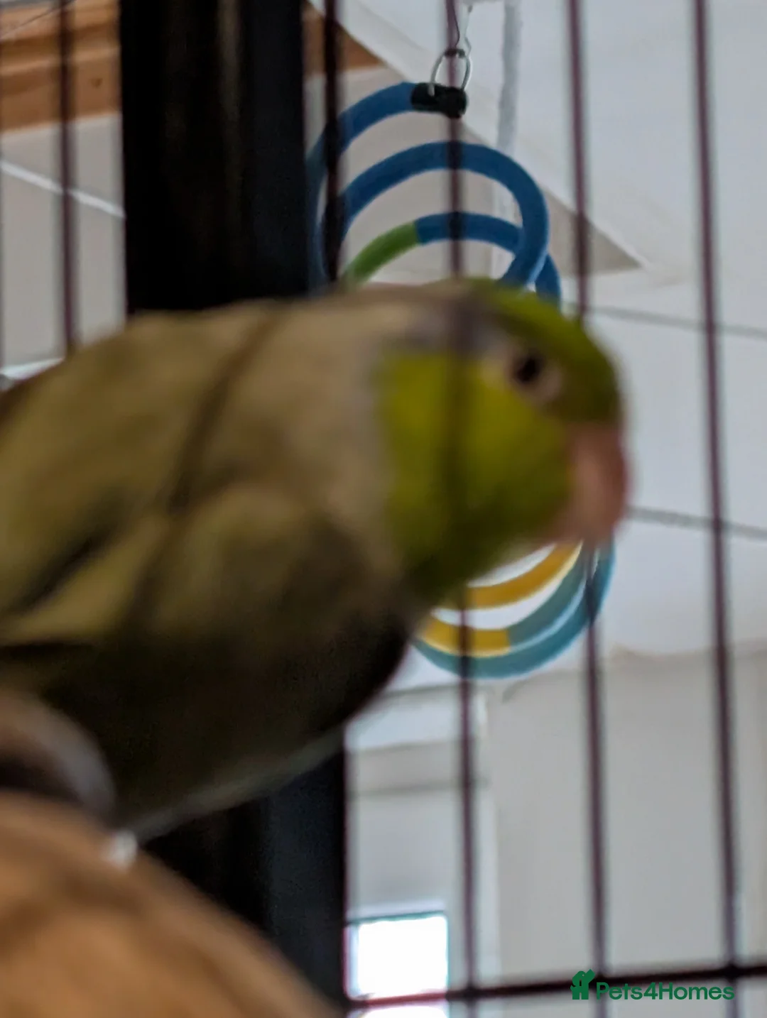 Parrots birds for sale: 2 male parrotlets - Advert 5