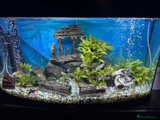 Sharks fish Tropical Fish free for adoption - Advert 1