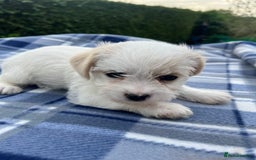 Mixed Breed dogs for sale: JACK RUSSELL/YORKIE PUPPIES - Image 3