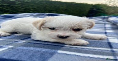 Mixed Breed dogs - Advert 1