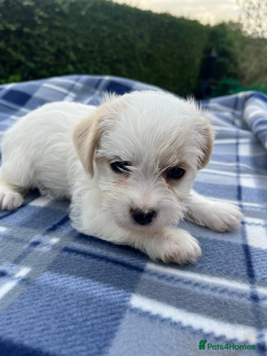 Mixed Breed dogs for sale: JACK RUSSELL/YORKIE PUPPIES - Image 3