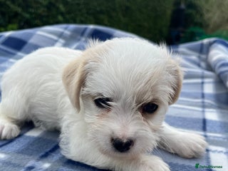 Mixed Breed dogs - Advert 15