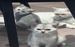 British Shorthair cats for sale: Reduced price! 1 BSH pedigree ready to leave now - Image 13