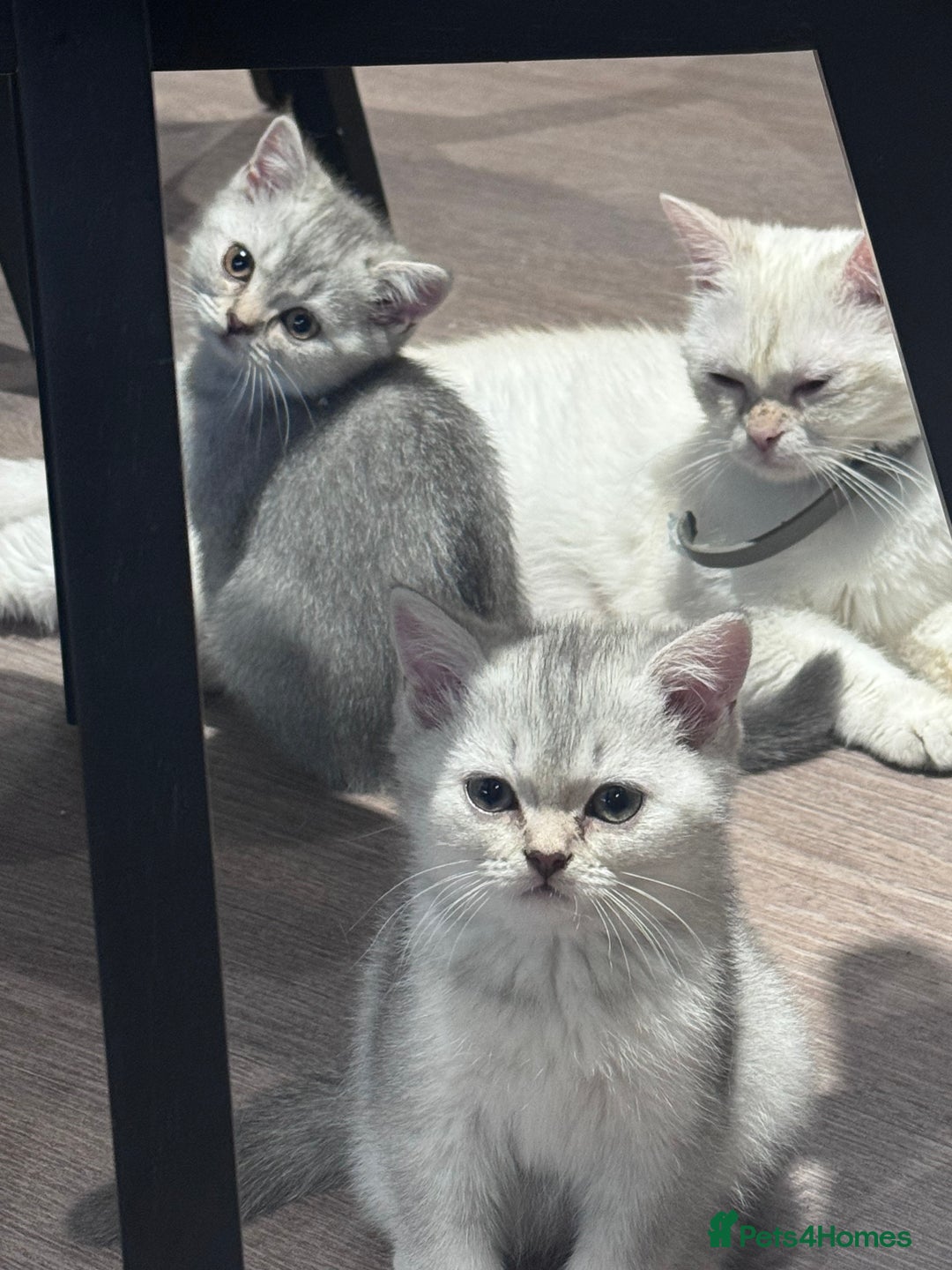 British Shorthair cats for sale: Reduced price! 1 BSH pedigree ready to leave now - Image 13