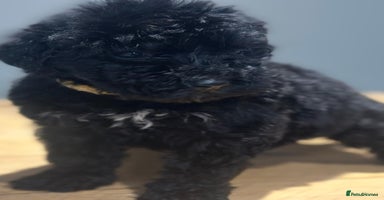 Bernedoodle dogs - Advert 4