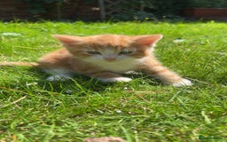 Mixed Breed cats for sale: GINGER KITTENS - Image 5