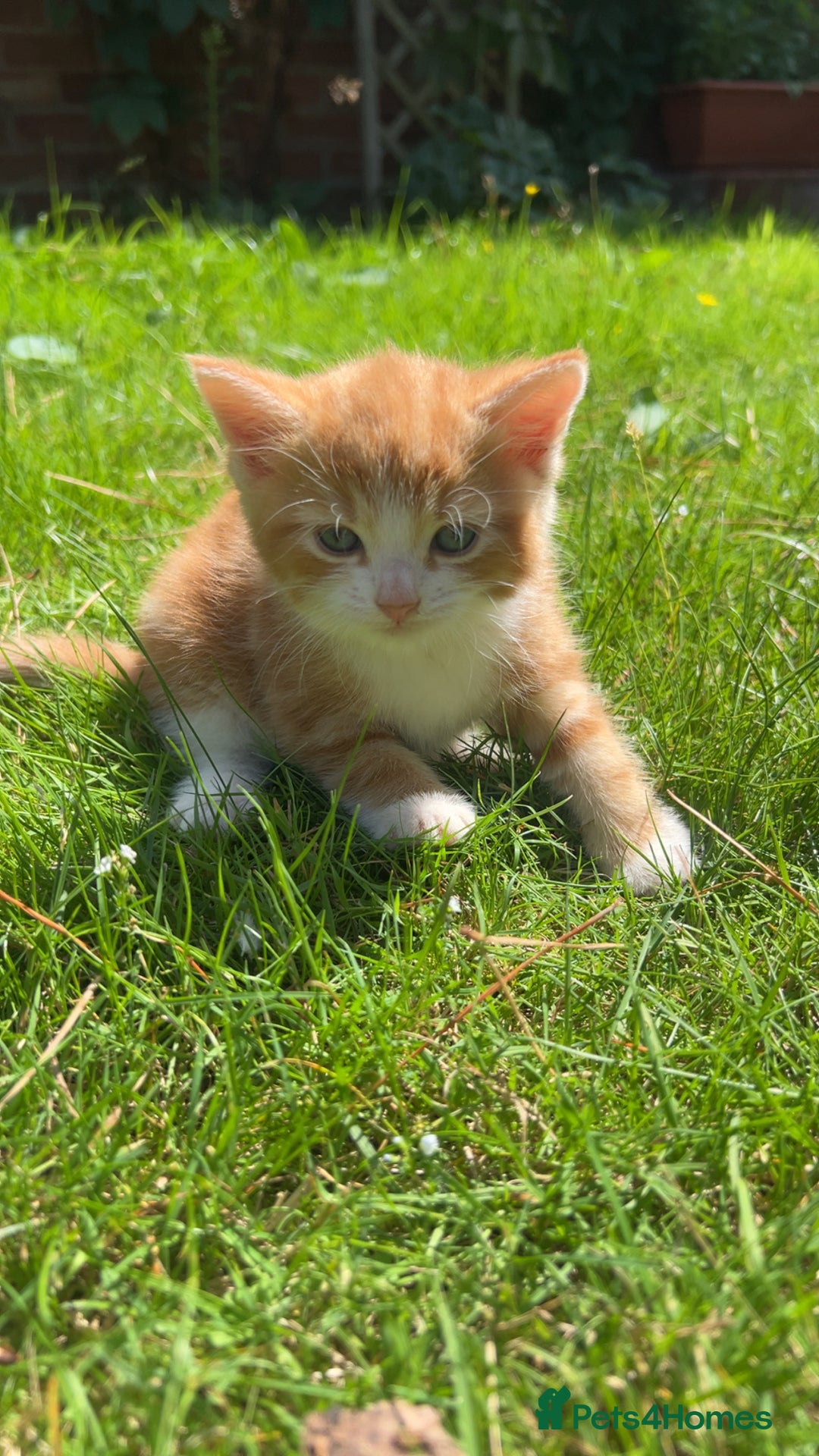 Mixed Breed cats for sale: GINGER KITTENS - Image 5