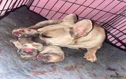 French Bulldog dogs for sale: Brindle & Fawn French Bulldog Puppies - Image 6