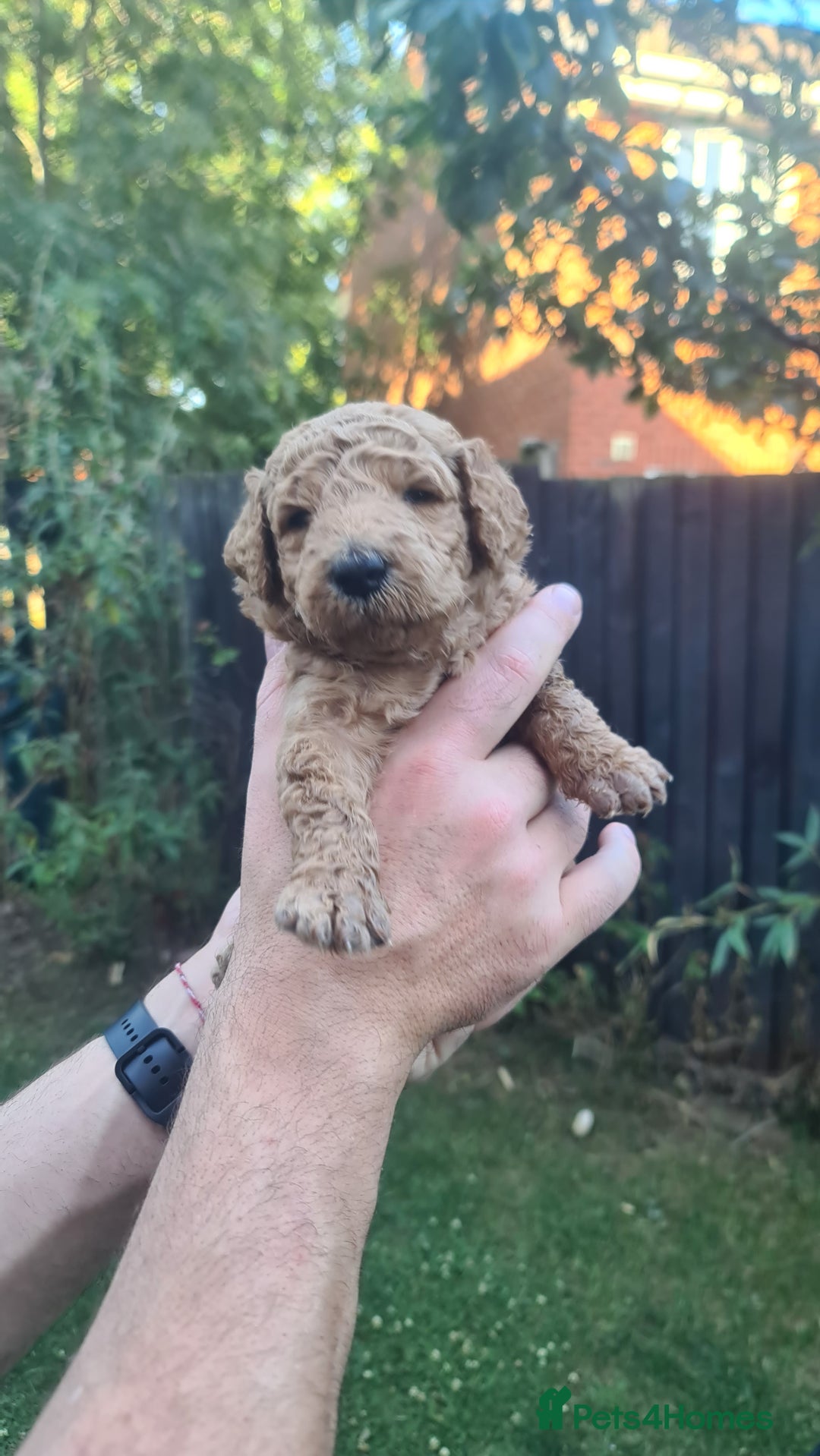 Goldendoodle dogs for sale: 🐾 Adorable Standard Goldendoodle Puppies 🐾 - Image 36