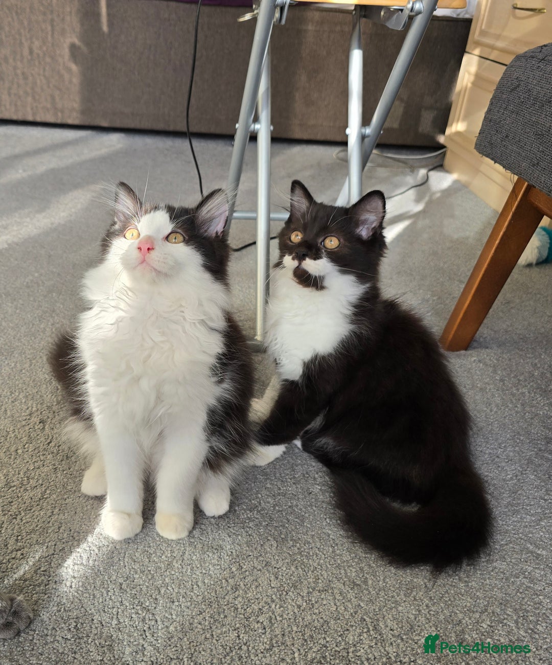 British Longhair cats for sale: British Long Hair Male kittens ( only 2 left) - Image 3