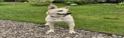 Mixed Breed dogs for adoption: ❤️ CARAMEL & ❤️STELLA – SISTERS IN MISFORTUNE - Advert 16