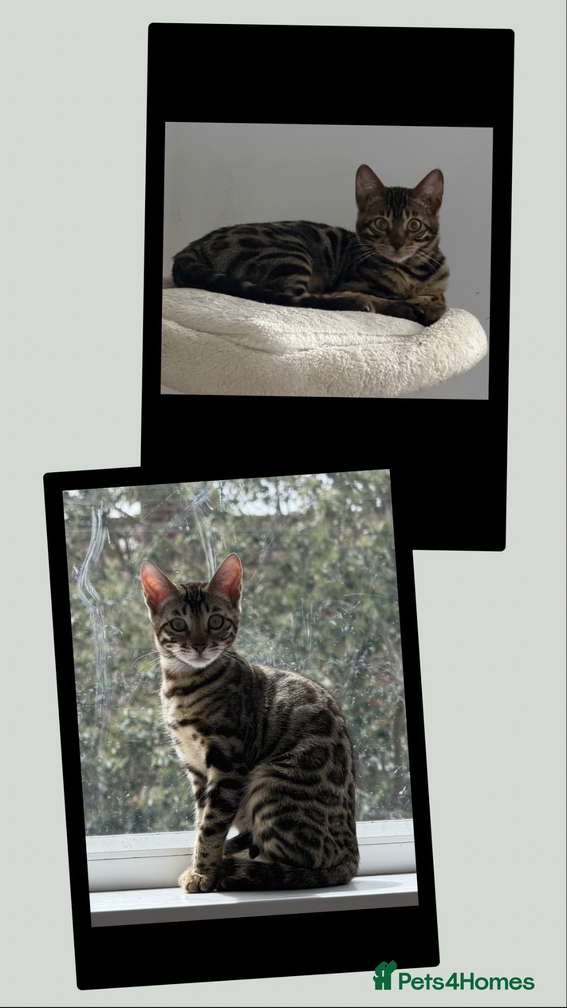 Bengal cats BENGAL 🔥 KITTENS TICA REGISTERED  - Advert 6