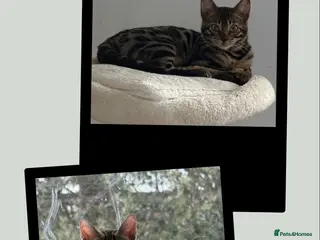 Bengal cats BENGAL 🔥 KITTENS TICA REGISTERED - Advert 1