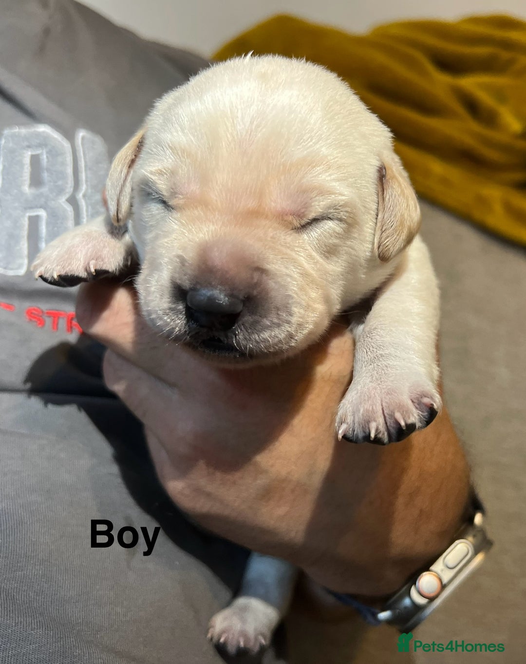 Mixed Breed dogs for sale: 🔥❤️ Beautiful labrador fur baby’s 🔥❤️ - Image 6