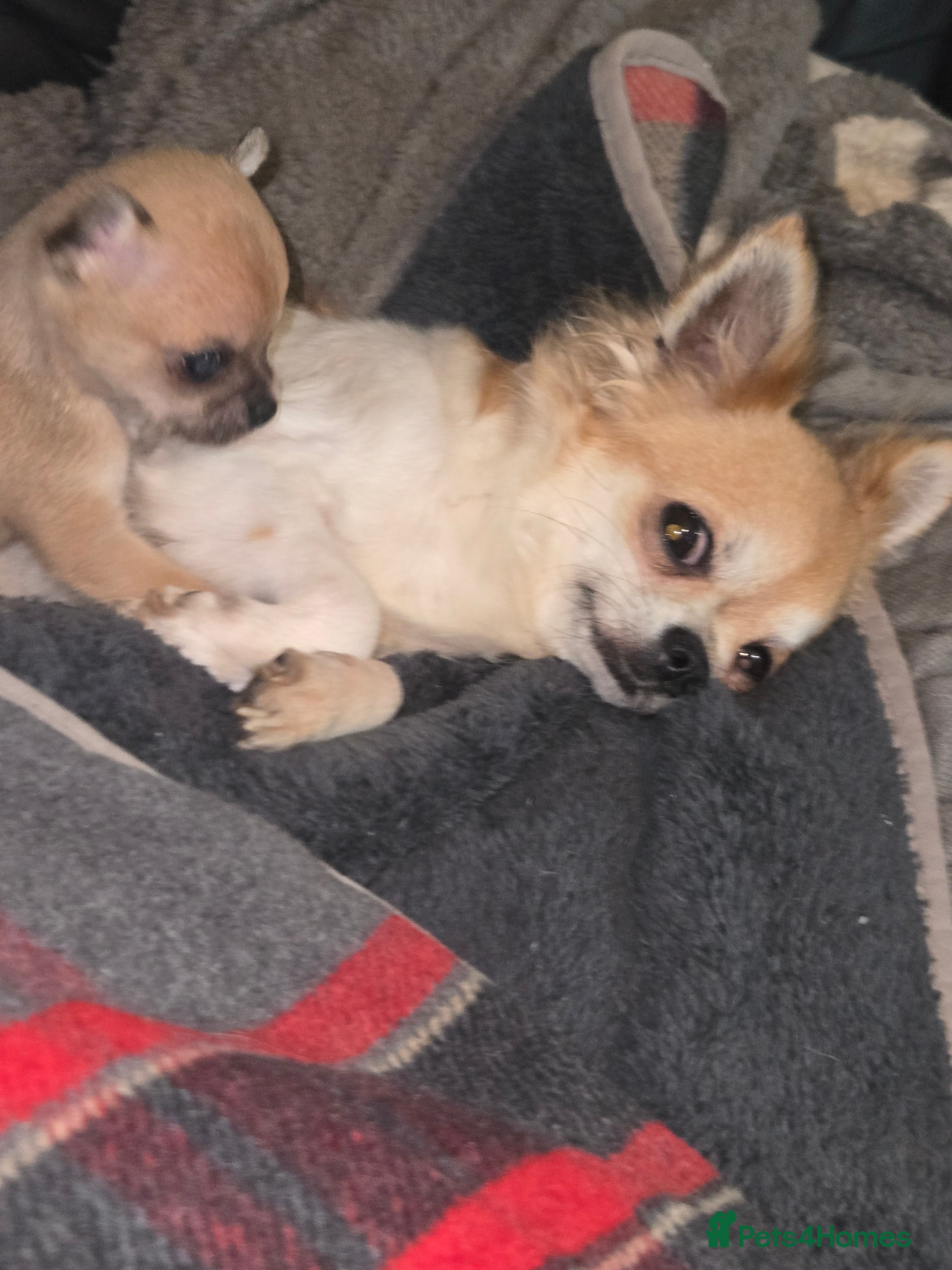 Chihuahua dogs Male chihuaha puppy  - Advert 1