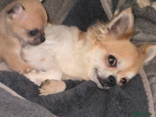 Chihuahua dogs Male chihuaha puppy - Advert 15