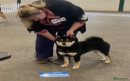 Japanese Shiba Inu dogs for sale: 	“Shiba Inu Puppies – Champion Pedigree, DNA Clear - Image 10