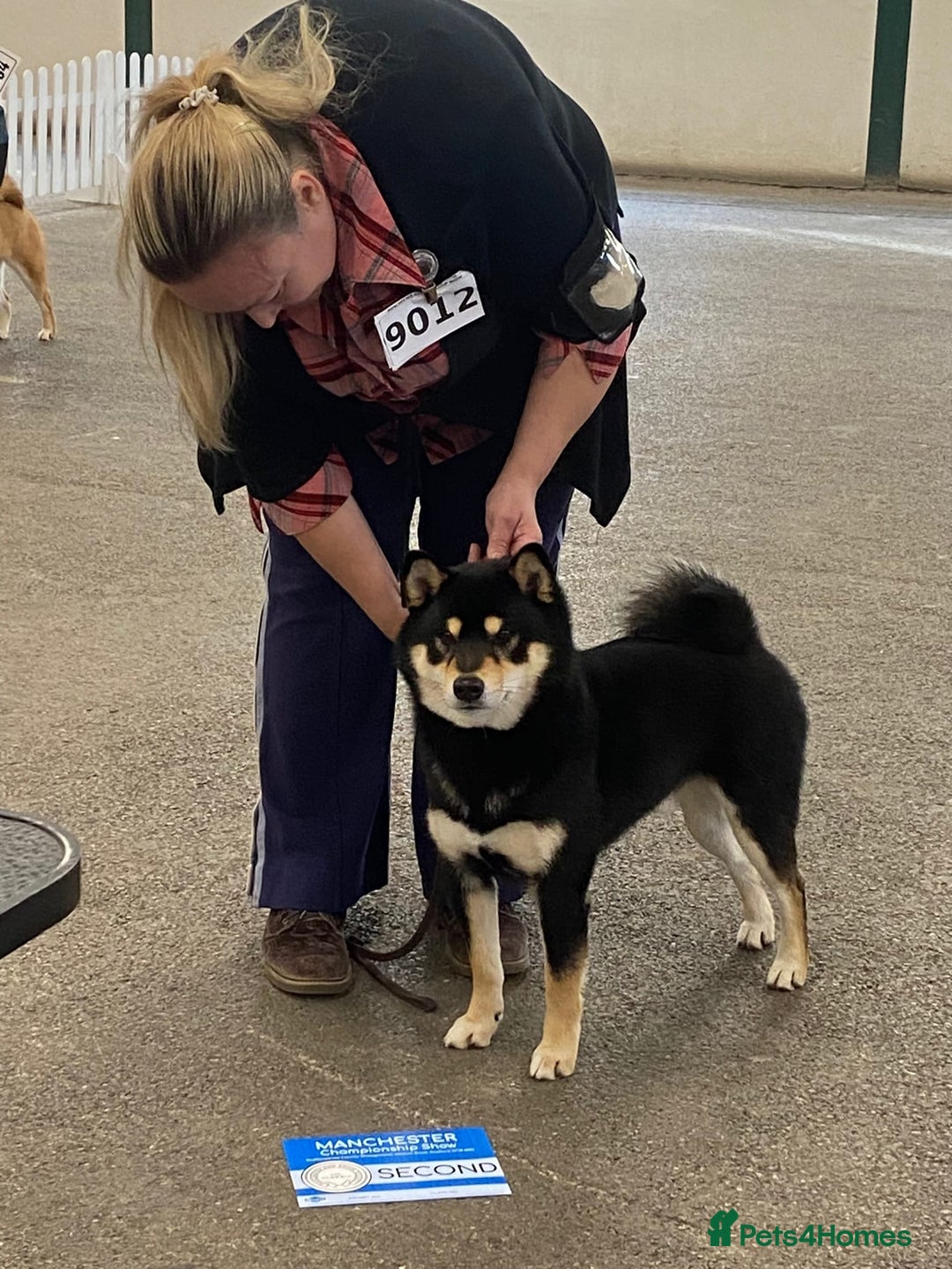 Japanese Shiba Inu dogs for sale: 	“Shiba Inu Puppies – Champion Pedigree, DNA Clear - Image 10