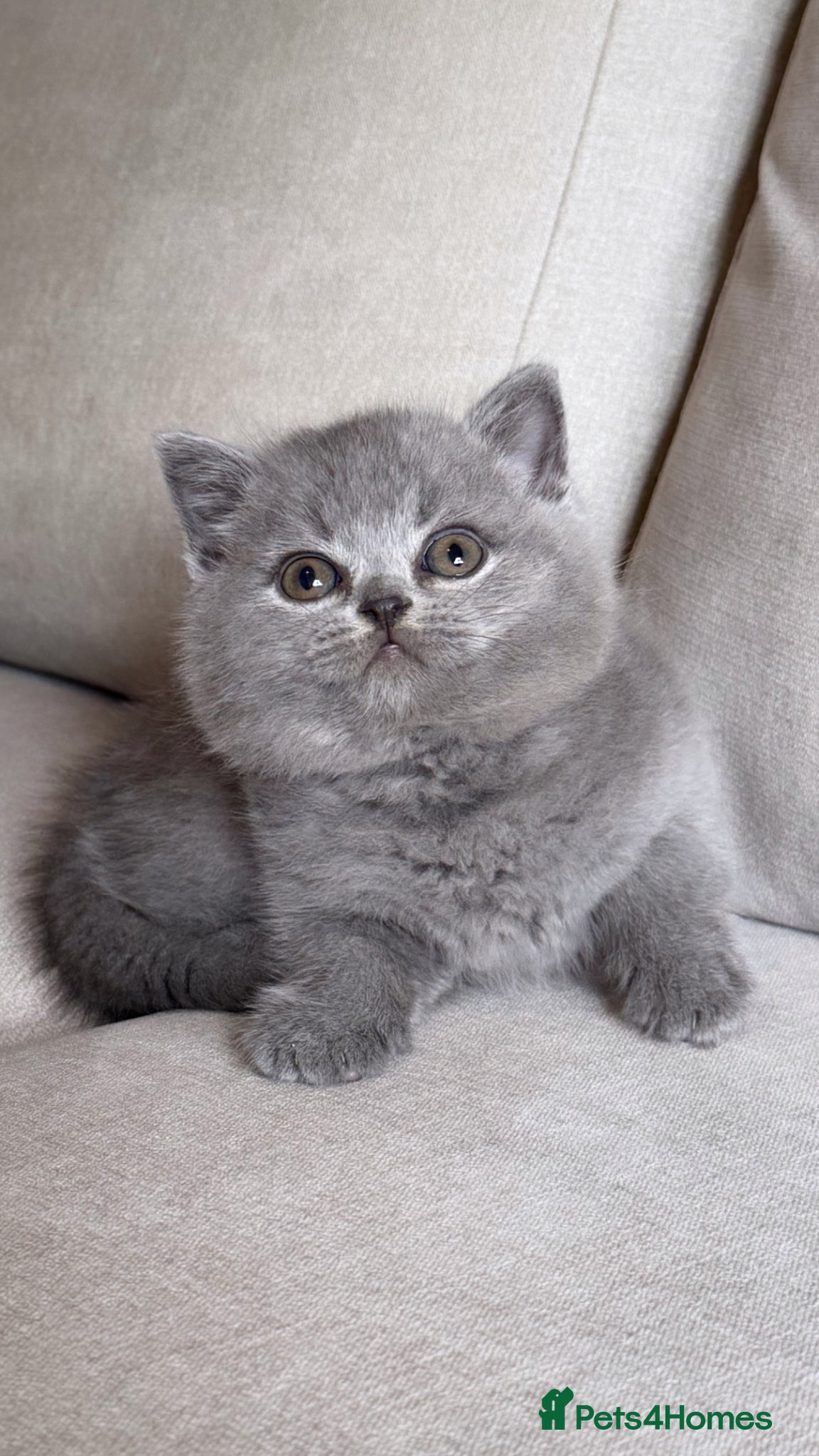 British Shorthair cats ✨ GCCF BEAUTIFUL KITTENS ✨ - Advert 2