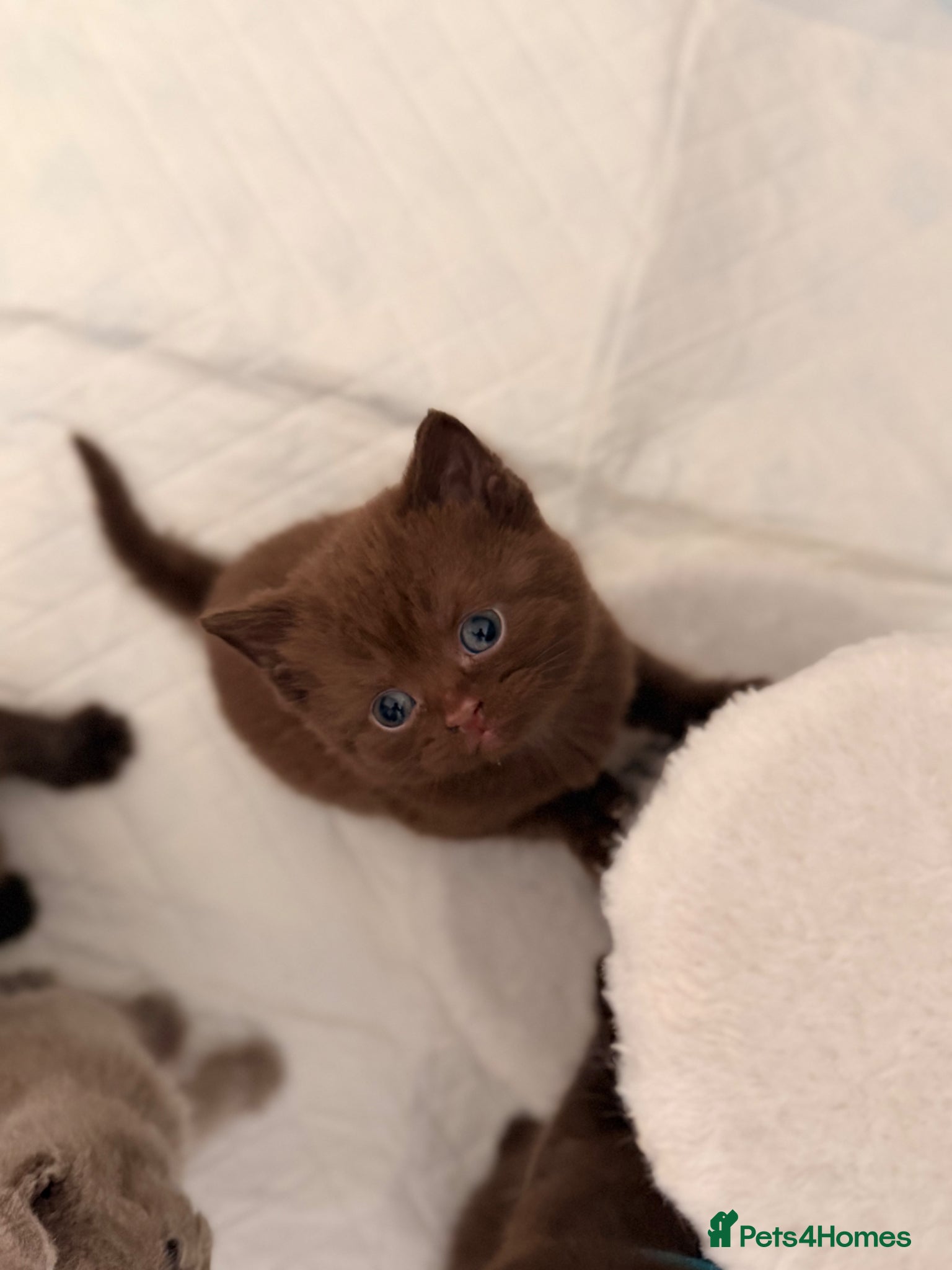 British Shorthair cats  British short hair Kitten - Advert 2
