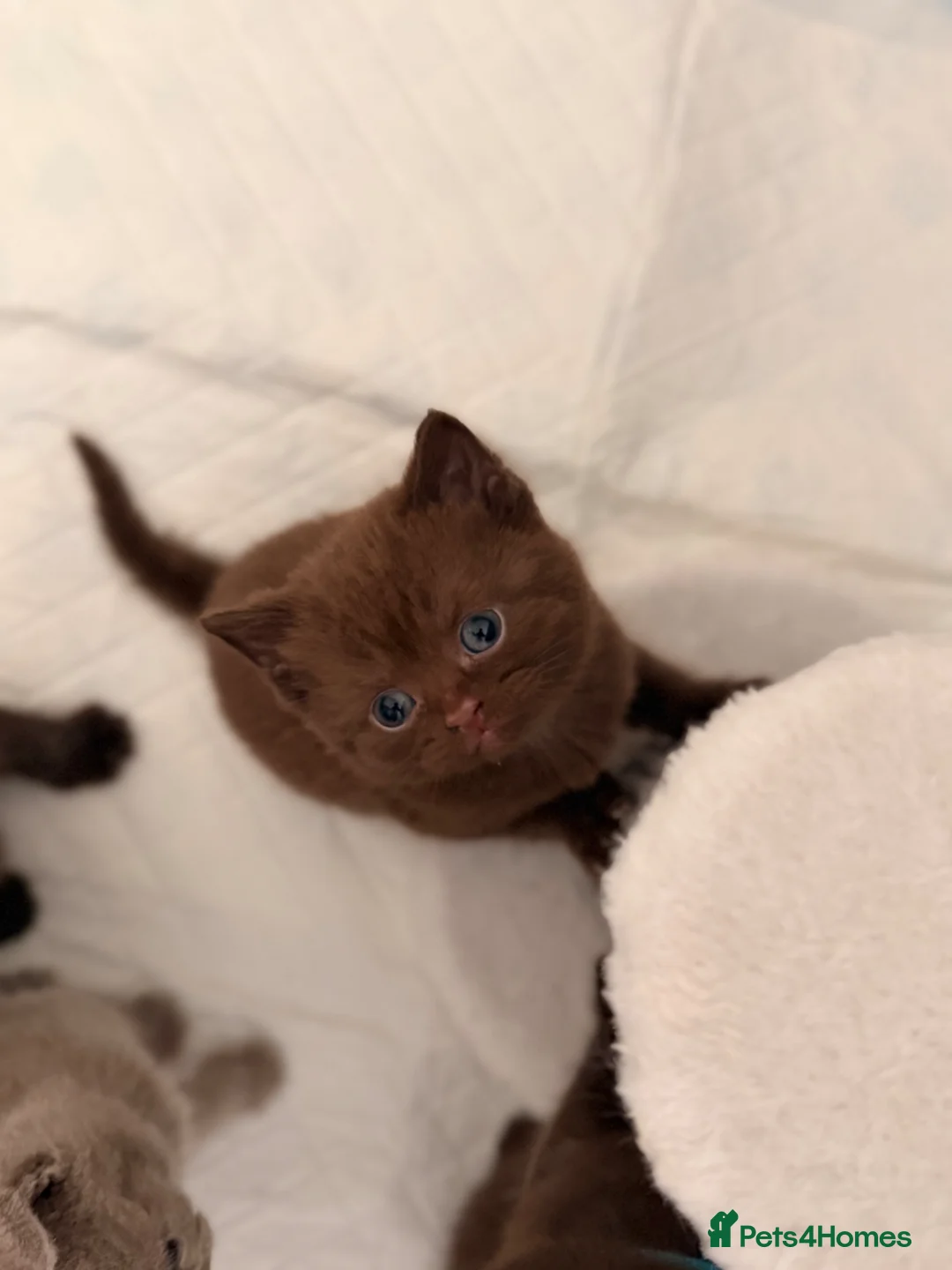 British Shorthair cats for sale:  British short hair Kitten - Advert 1