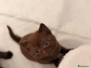 British Shorthair cats British short hair Kitten - Advert 13