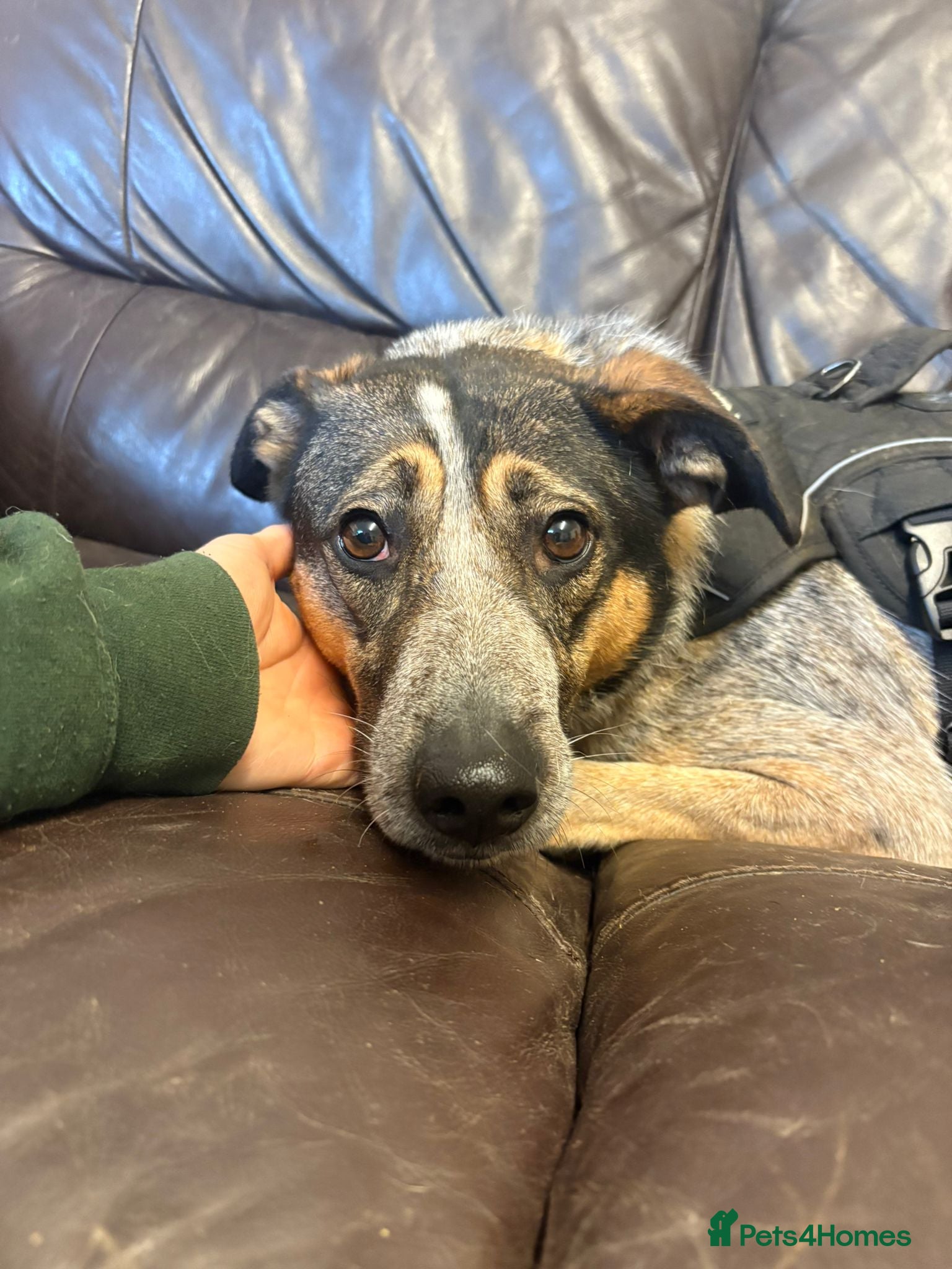 Mixed Breed dogs Sweet Cindy 💖 Shy, Clever & Learning to Trust - Advert 1