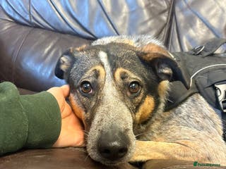 Mixed Breed dogs Sweet Cindy 💖 Shy, Clever & Learning to Trust - Advert 1