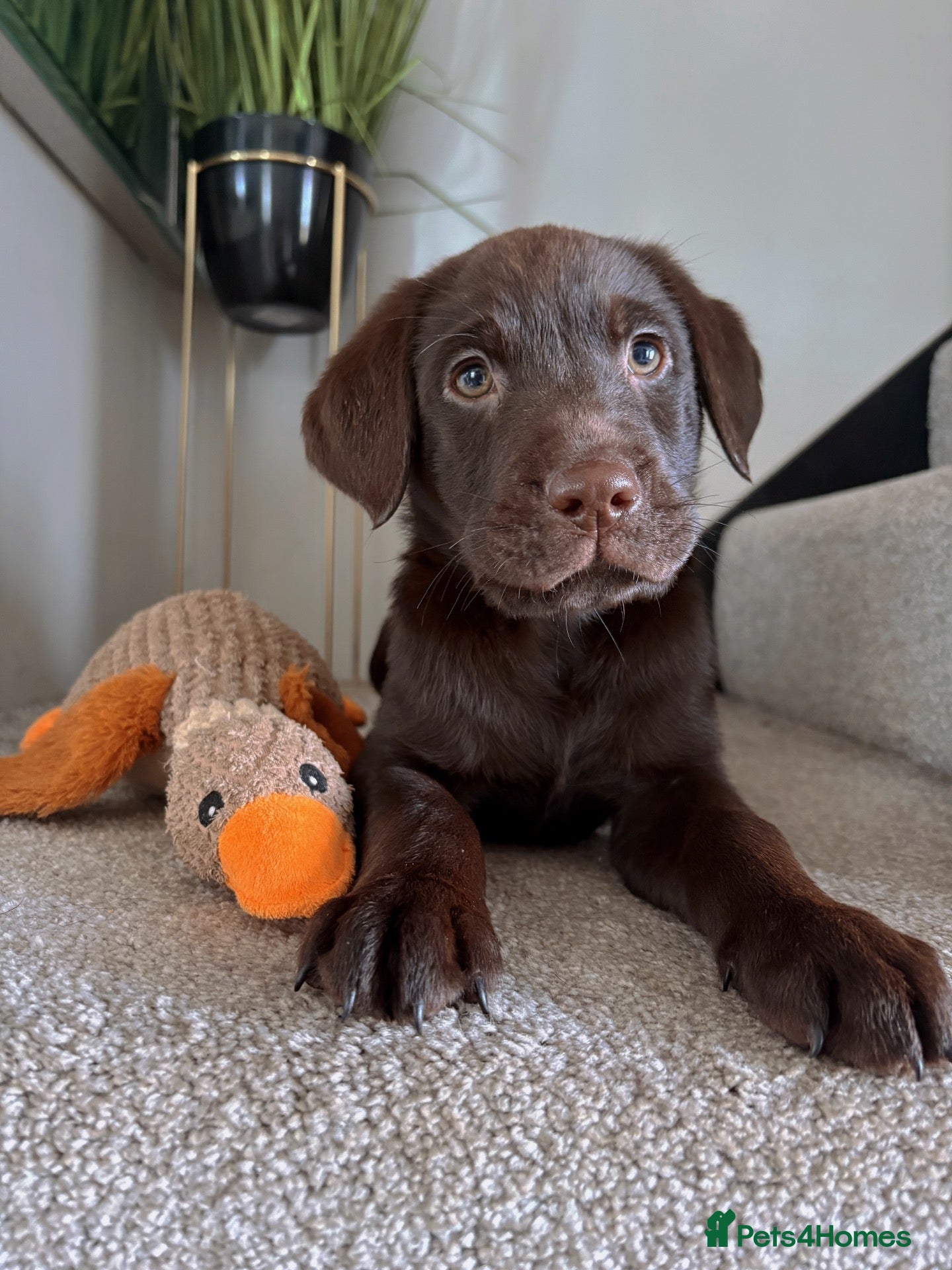Labrador Retriever dogs KC Labrador Retrievers - Advert 5