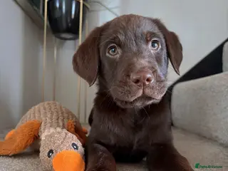 Labrador Retriever dogs KC Labrador Retrievers - Advert 5