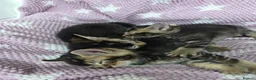 Mixed Breed cats for sale: Beautiful kittens looking for their forever homes  - Advert 8
