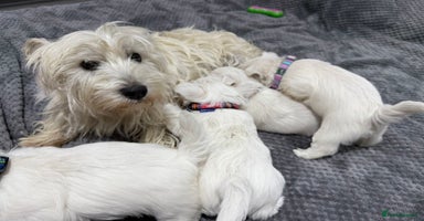 West Highland Terrier dogs - Advert 5