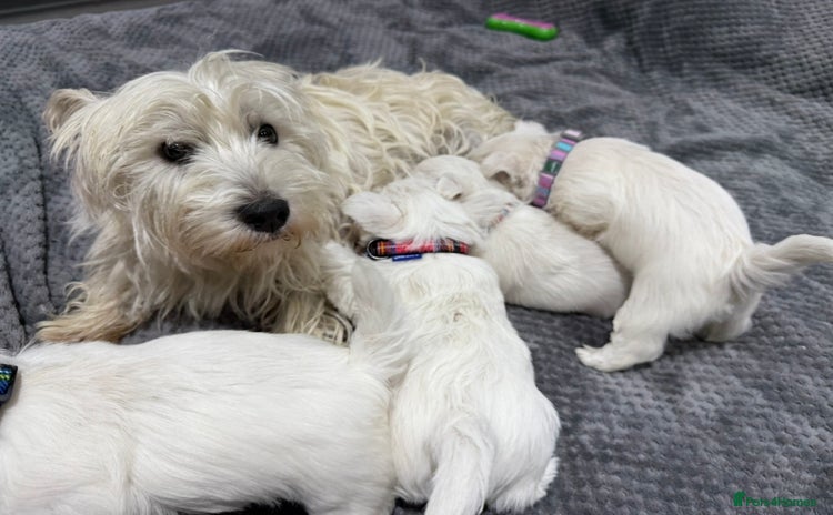 West Highland Terrier dogs - Advert 2