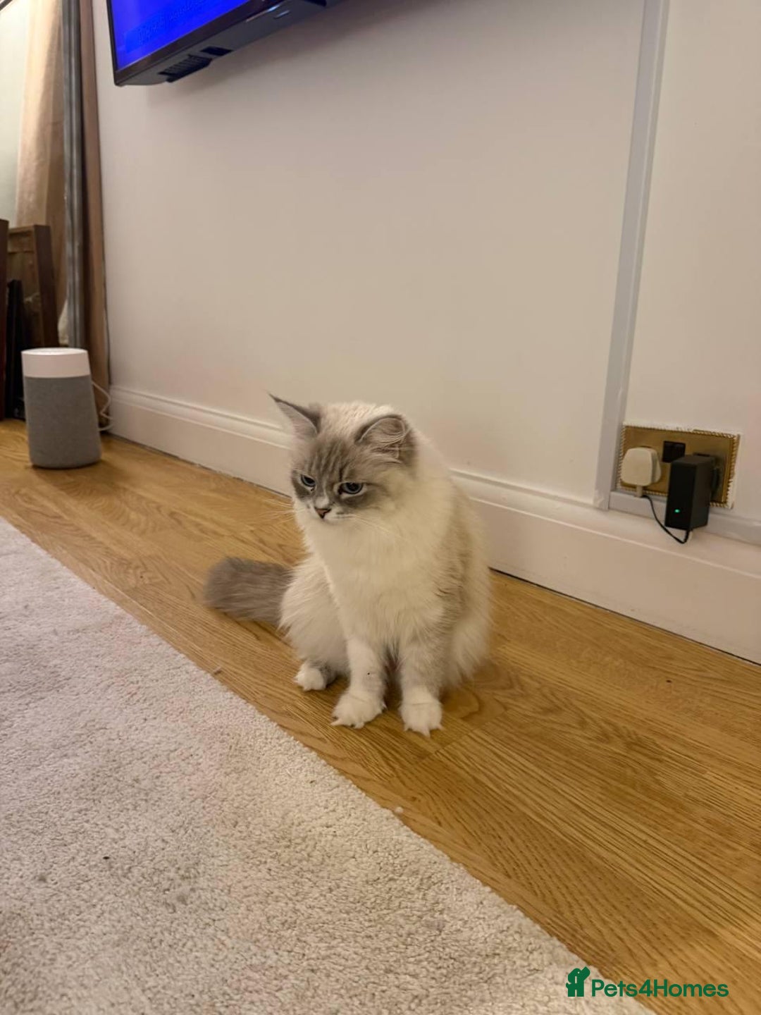 Siberian cats for sale: Rare Siberian Cats Available😻💯 - Advert 29