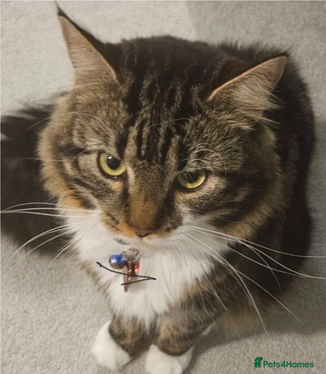 Mixed Breed cats for sale: Friendly Mixed-Breed Male Cat - Advert 13