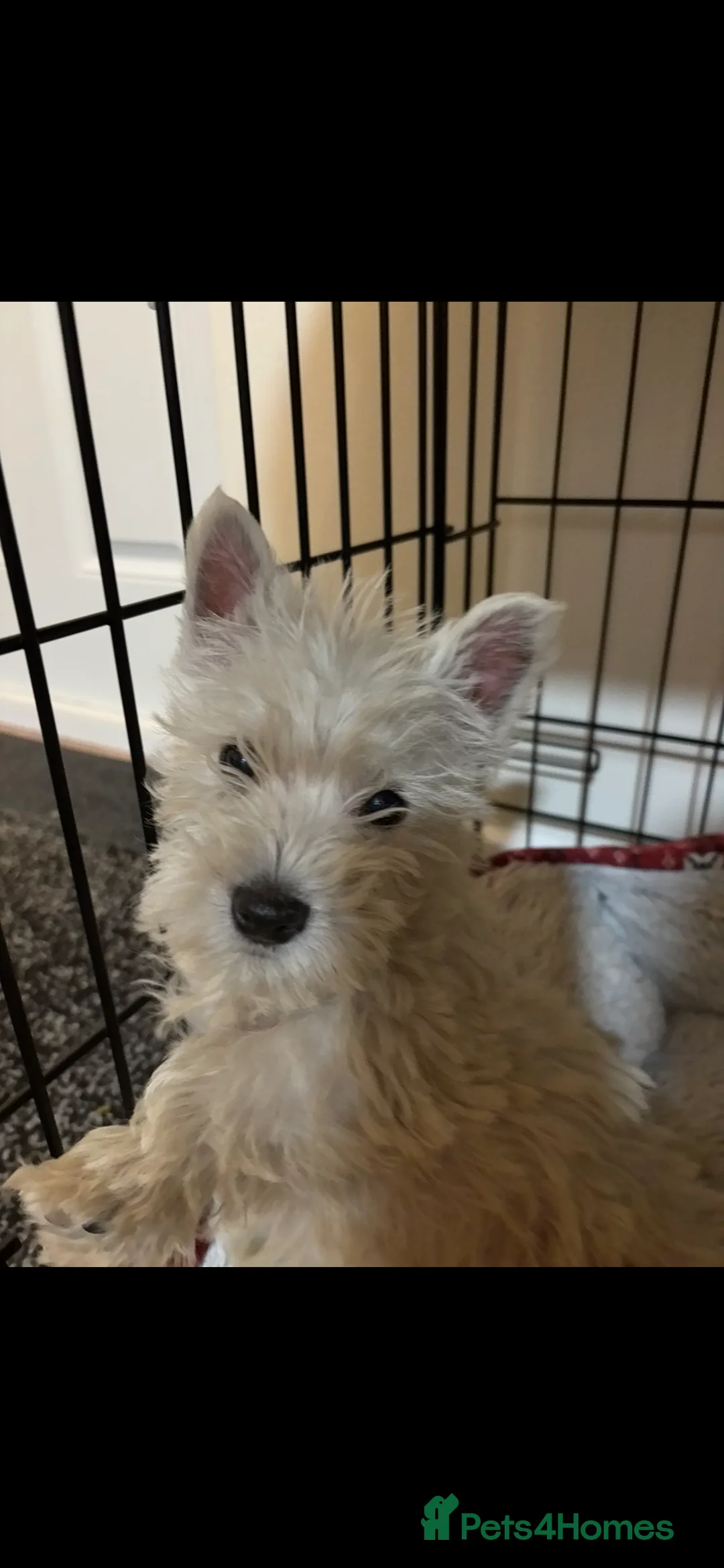 West Highland Terrier dogs for sale: 3 stunning west highland terrier puppies for sale - Advert 7