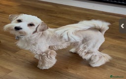 Tibetan Terrier dogs for sale: Beautiful Tibetan Terrier Puppy 9 months old - Image 3
