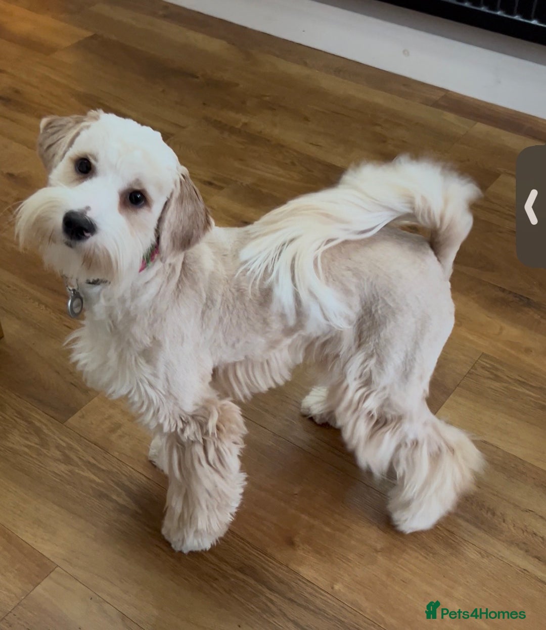 Tibetan Terrier dogs for sale: Beautiful Tibetan Terrier Puppy 9 months old - Image 3