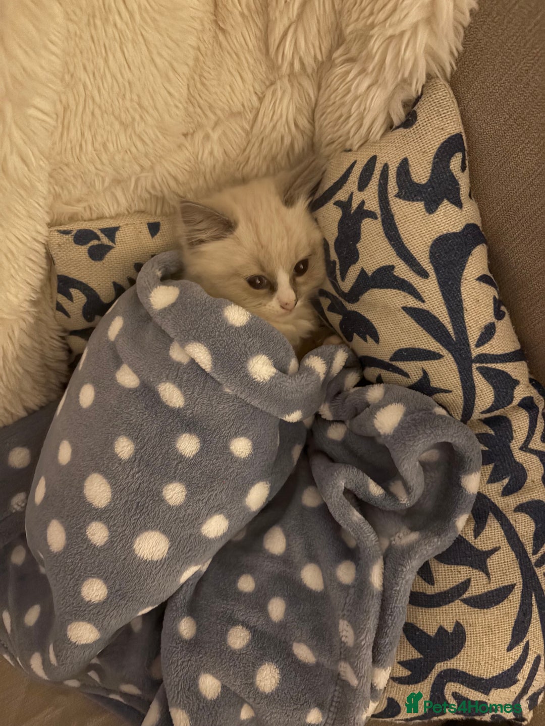 Ragdoll cats for sale: Rehoming Milo - Our beloved Kitten - Image 5