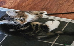 Mixed Breed cats for sale: Three kittens are looking a new home - Image 3