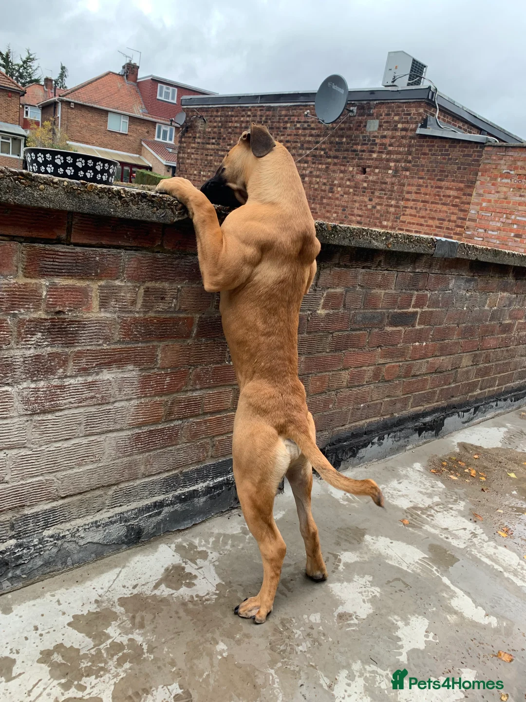 Boerboel dogs for sale: Stunning Boerboel Girl - Advert 15